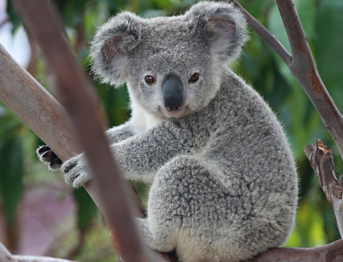 oz_zooarch's tweet photo. #FunZooarchFact- koala bones are rarely found in zooarch assemblages & there is little mention of people hunting them in the ethnography. https://t.co/m32W1viYKX