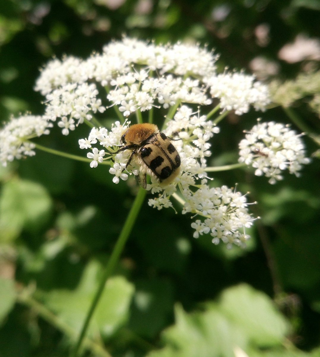 JGriffinScience's tweet photo. Trichius zonatus. Looks like a bee but it's a beetle. Thanks @GC_Drew for ID-ing #beebeetle https://t.co/YFHAj64JmN