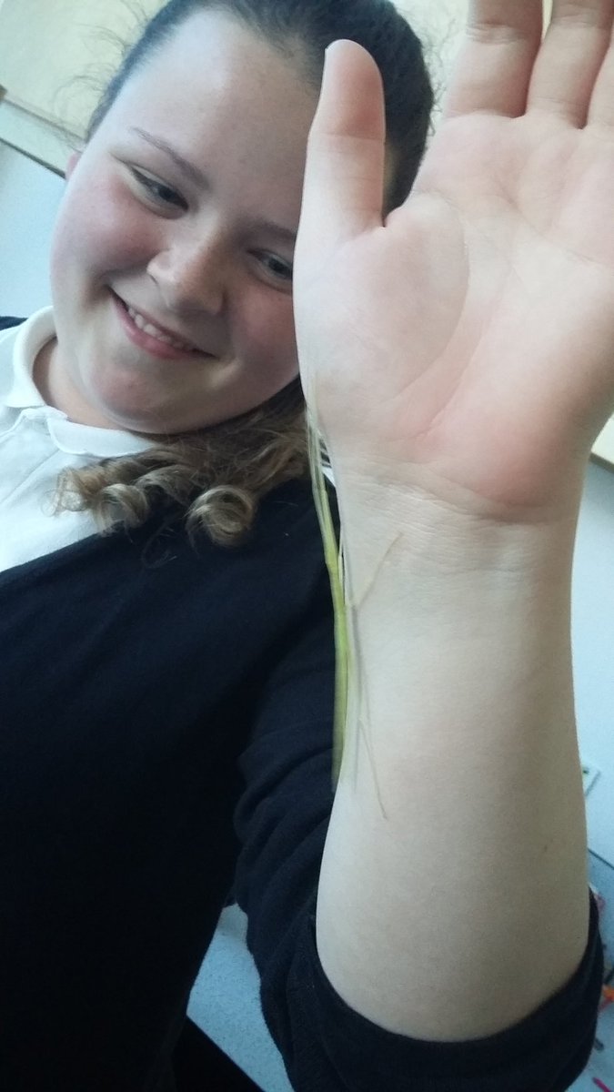 MISScoolscience's tweet photo. Cam you spot Bob the pink winged stick insect? #insectfun https://t.co/5vUadAA49U