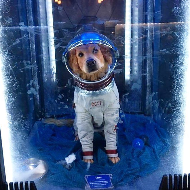 ryanthesidekick's tweet photo. Look at that cute pup

#disney #cosmo #guardiansofthegalaxy #gotg #guardians #marvel #summerofheroes #missionbreak… https://t.co/MnqbDOXrq3 https://t.co/pzNlk1kaZ8