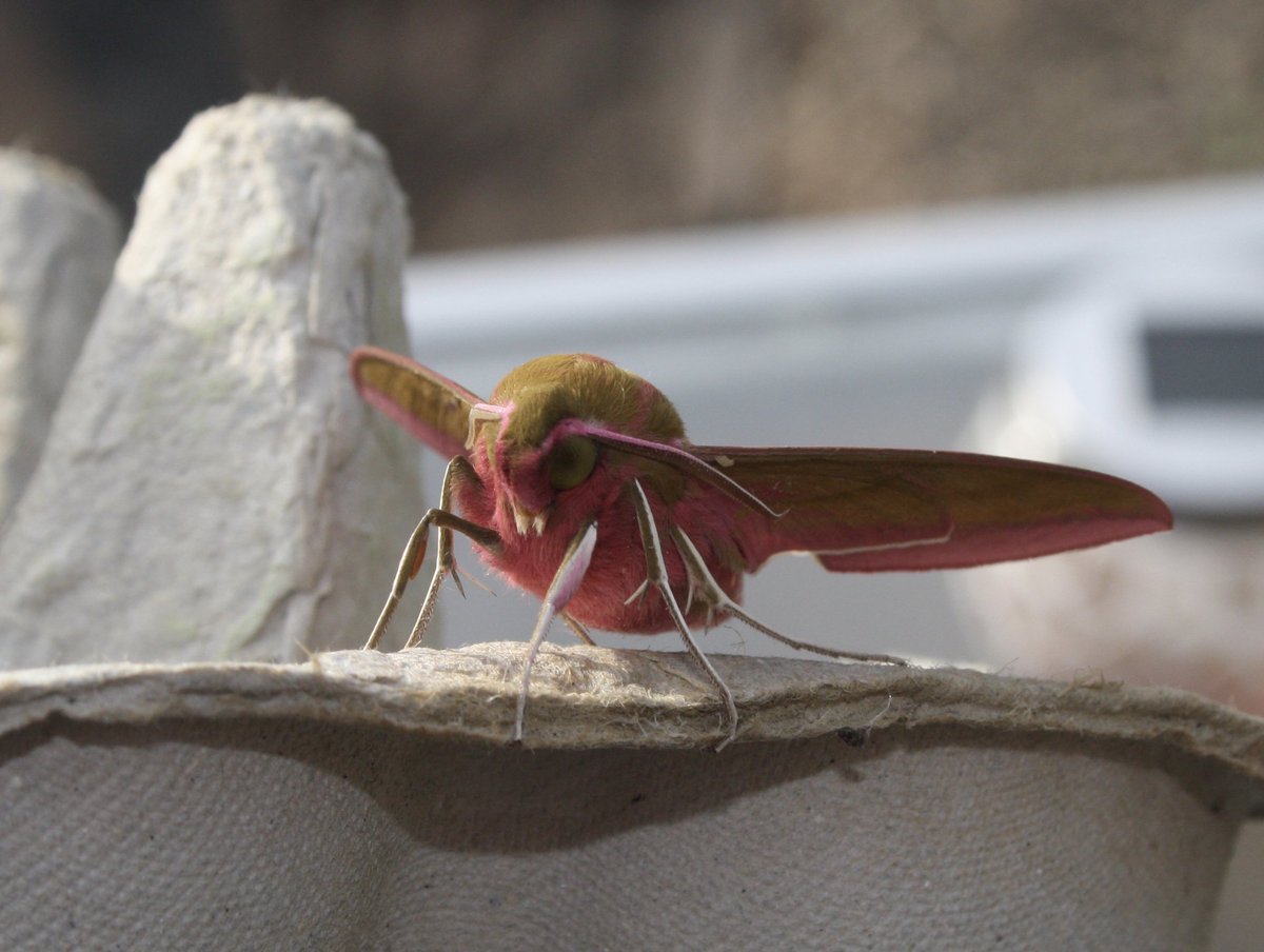 I thought Elephant Hawkmoths were amazing from the top but from this angle, stunning creatures. #elephanthawkmoth @BritishMoths