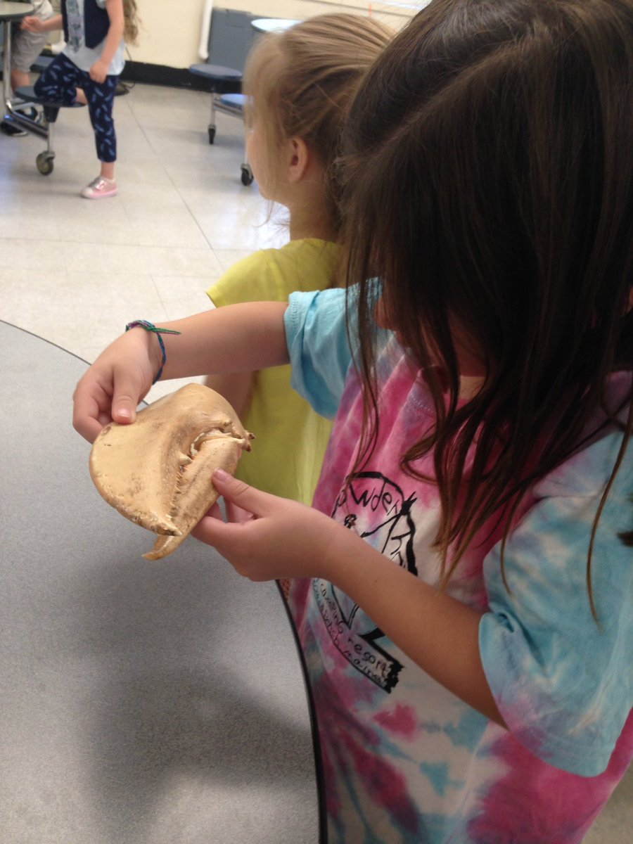 MrsCallahanDT's tweet photo. Thank you to Joel from @biomescenter for today's Kindergarten enrichment program! #dtdaily @DT_Bobcats https://t.co/6469j1bUXH
