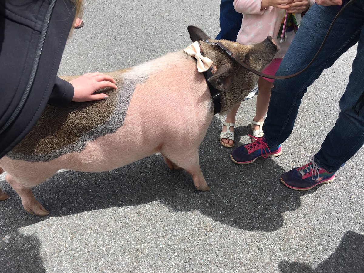 Bacon Bits the therapy pig and Ozone Cafe! Two great things on campus right now!