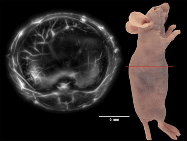 book Les Soirées de