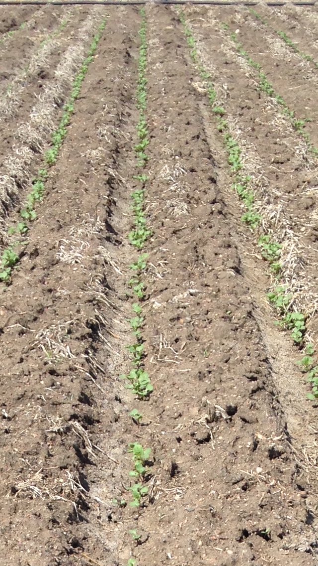 kirzinger_mike's tweet photo. #VICTORYcanola looking gr8 @AginMotion be sure to c it July 18-20 seeded with a @SeedMasterMfg drill https://t.co/268L7pBs9Q