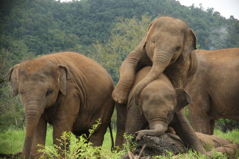 Un_New_Monde's tweet photo. Il faut interdire l'utilisation des animaux dans les cirques de France et rendre la liberté à + de 1200 animaux !

#NonAuxCirquesAvecAnimaux https://t.co/c1QKkYXI6F