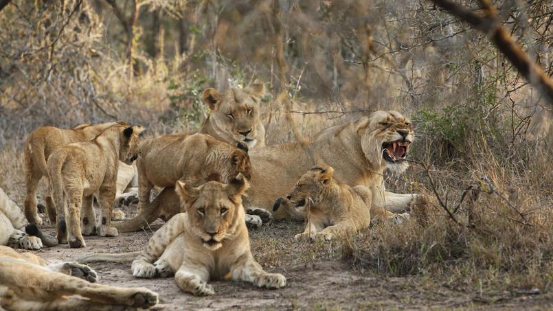Un_New_Monde's tweet photo. Il faut interdire l'utilisation des animaux dans les cirques de France et rendre la liberté à + de 1200 animaux !

#NonAuxCirquesAvecAnimaux https://t.co/c1QKkYXI6F