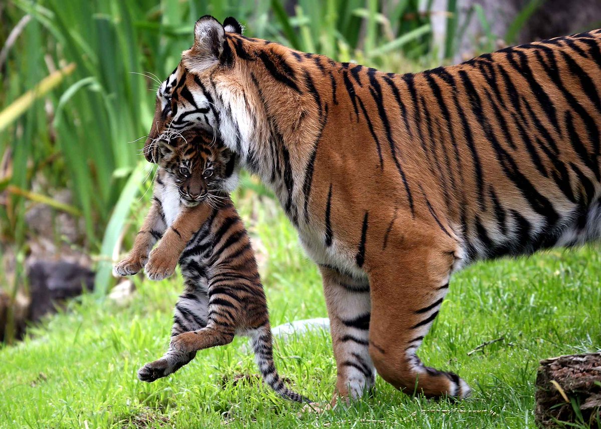 Un_New_Monde's tweet photo. Il faut interdire l'utilisation des animaux dans les cirques de France et rendre la liberté à + de 1200 animaux !

#NonAuxCirquesAvecAnimaux https://t.co/c1QKkYXI6F