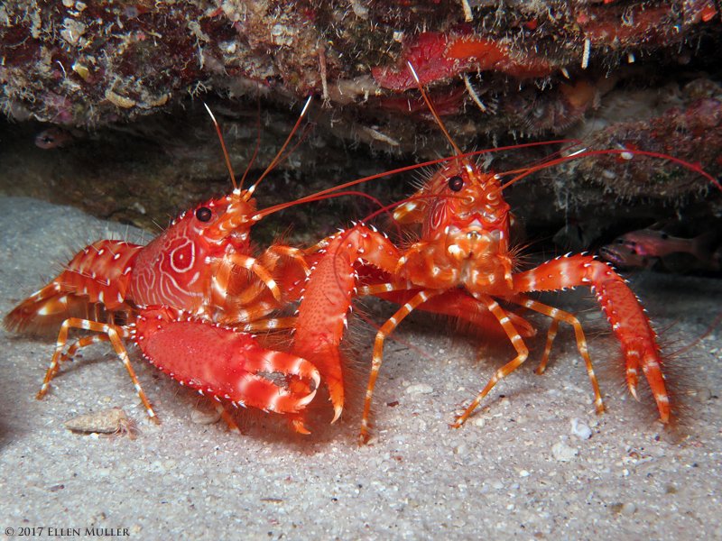 themoonlitreef's tweet photo. I wanna hold your hand (claw!) A pair of Flaming Reef Lobsters
#FlamingReefLobster  #LobsterLove #HoldMyHand #Bonaire https://t.co/gwJB4vlcLi