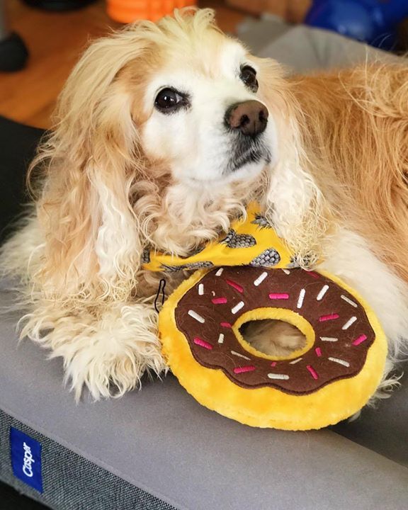 thebabypumpkin's tweet photo. On #nationaldonutday , I enjoys breakfast in bed courtesy of The Daddy, @casper and @zippypaws #bptmblr #bpfb | po… https://t.co/DNTrq68uKV https://t.co/3fcgSPqJm2