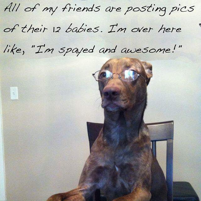 snipidaho's tweet photo. Just spayed and awesome 

#snipitIdaho #spay #neuter #idaho #idahome #boiselife #dogsofboise https://t.co/BM8eYfz3YQ