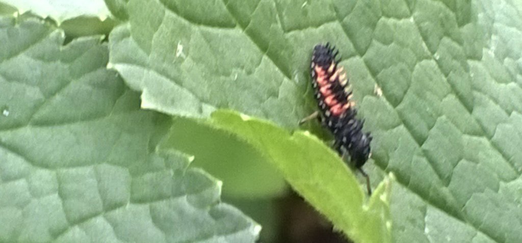 wanderingmarshw's tweet photo. @CottageCoppicin they must be eating something because they're getting nice and big! https://t.co/M8kBkdFzVv