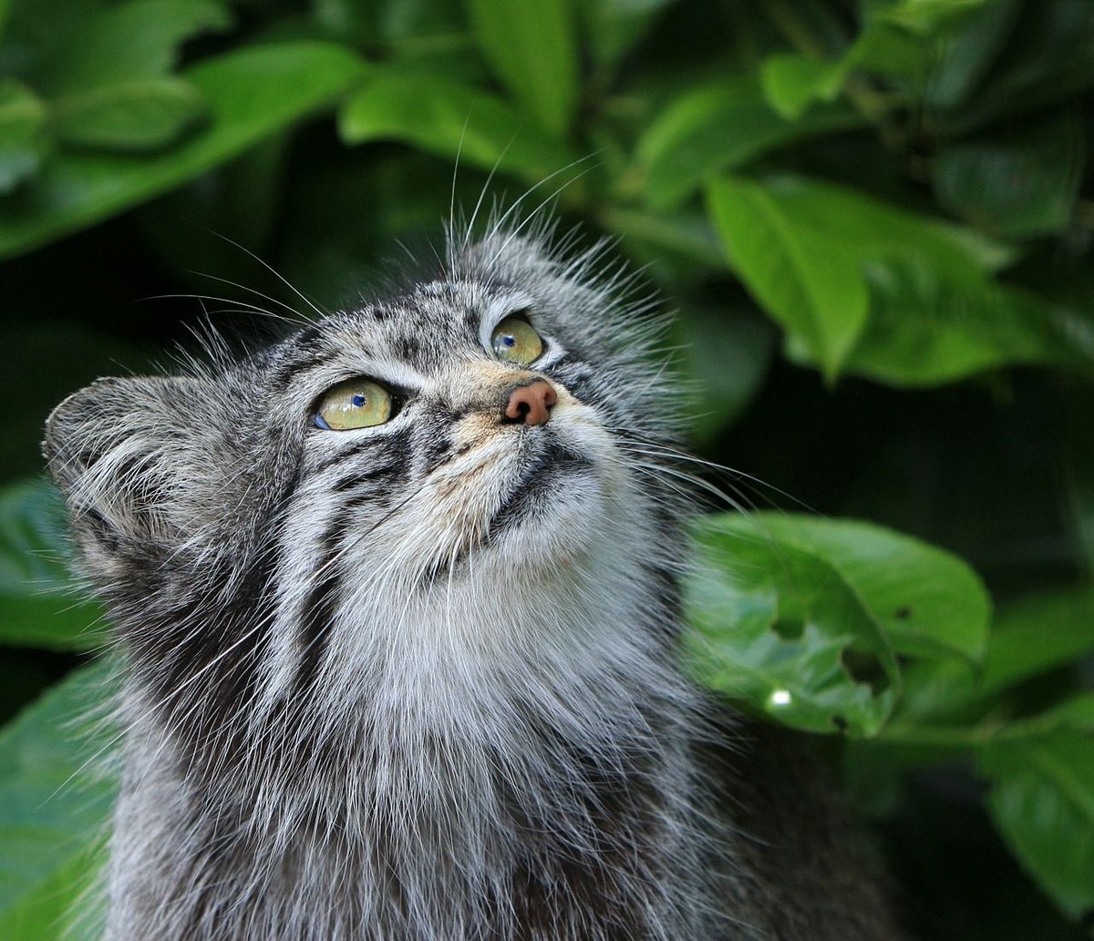 Chatjadore's tweet photo. Content de te revoir au maître !! 🐾😻 #chat #articlechat https://t.co/6tkQeitzgM