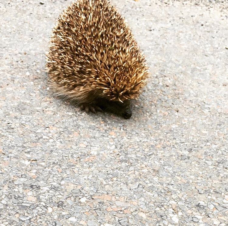 OTempoTVG's tweet photo. O #tempo e os animais! #bicherío #primavera #ourizo #cigoña Fotos: Iria Ares (#Abadín), Patricia Noya (#Ordes), Loli Fernández (#Cospeito) 😍 https://t.co/RASvMwncqf