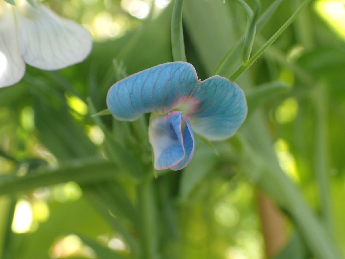 fossilplants's tweet photo. #Wildcroprelatives of #SweetPeas Lathyrus odoratus, satyvus and #CriticallyEndangered L. belinensis. #Fabulous #Fabaceae on the #Allotment https://t.co/N1WfNINFOj
