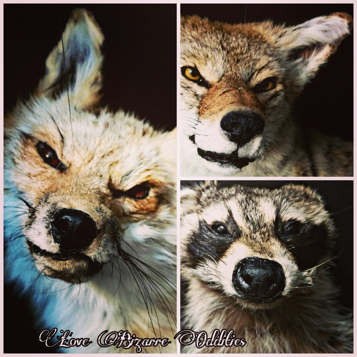 LoveBizarreOdd's tweet photo. Soft Mount Taxidermy by Love Bizarre Oddities - Now available in our shop https://t.co/xV4Dj8ALqf #softmount #taxidermy #lovebizarreoddities https://t.co/RYq8Rxppdb