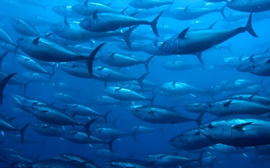 PacIslandsTuna's tweet photo. Sustainable fisheries crucial for future generations. https://t.co/jwOauxiv3D @pacifical_tuna @wwfpacific @PIT_times @pnatunatweet https://t.co/ouELlGprFU