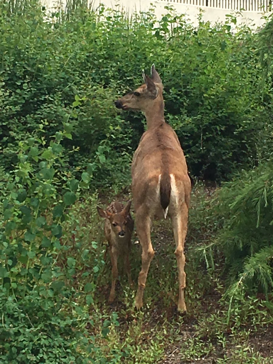Issaquah High tweet media