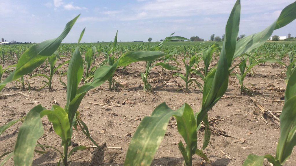 ISUAg450Farm's tweet photo. After rains last week, Mother Nature and her BF decided to get back together and thankfully to give us sun! ๐ #Corn2017 https://t.co/EMs8om0Bau