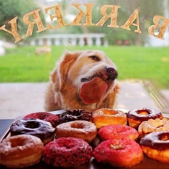 SeronaAnimal's tweet image. Is not everyday #NationalDonutDay ?