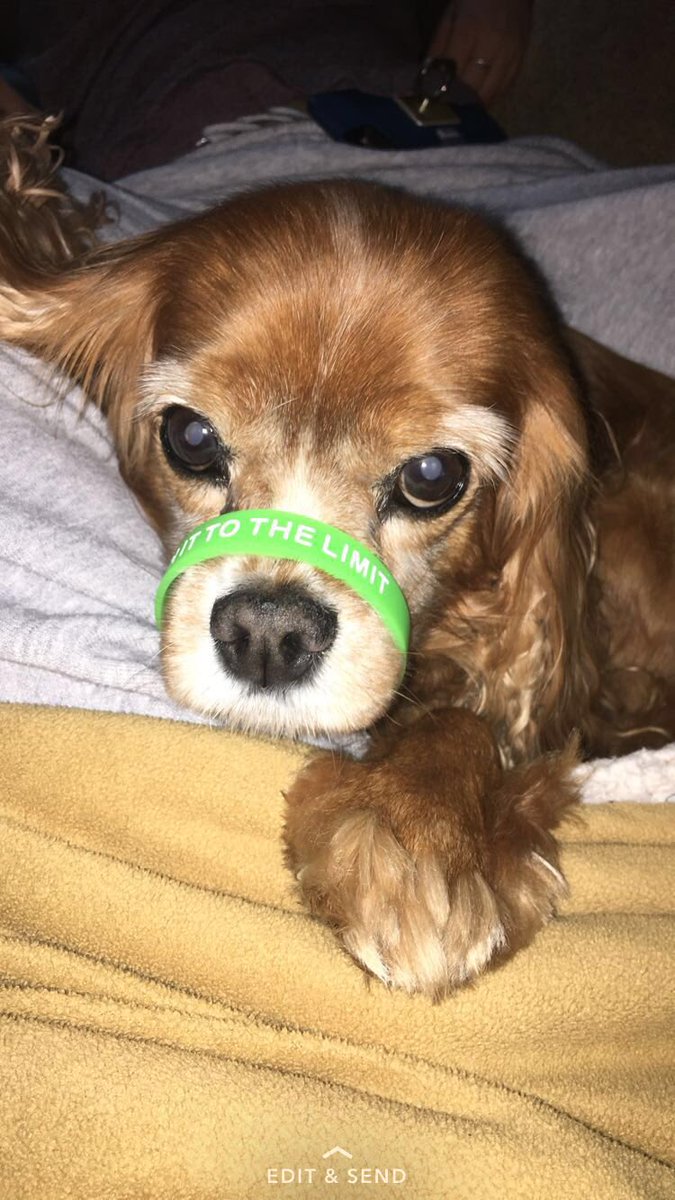 CushItTTL's tweet photo. Huge bench mark for Cush It To The Limit... we have raised about 20 grand  this year for T-Cell lymphoma research🐶💚 https://t.co/9lSJA0PGqx
