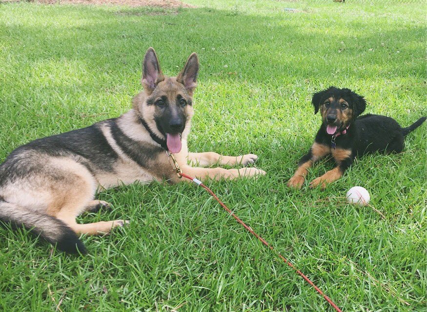 German Shepherds tweet media