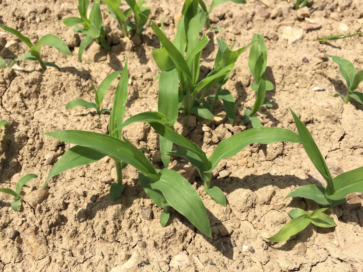 MarionB1245's tweet photo. Le #millet et le #sarrasin de la plateforme #culturco se développent très vite par ce temps. Rdv le 16 juin pour la visite !! https://t.co/CxqNIvD1dg