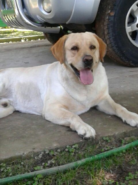 silkabru's tweet photo. #tnylagente#nuestroperro https://t.co/xPsuYrXrkP