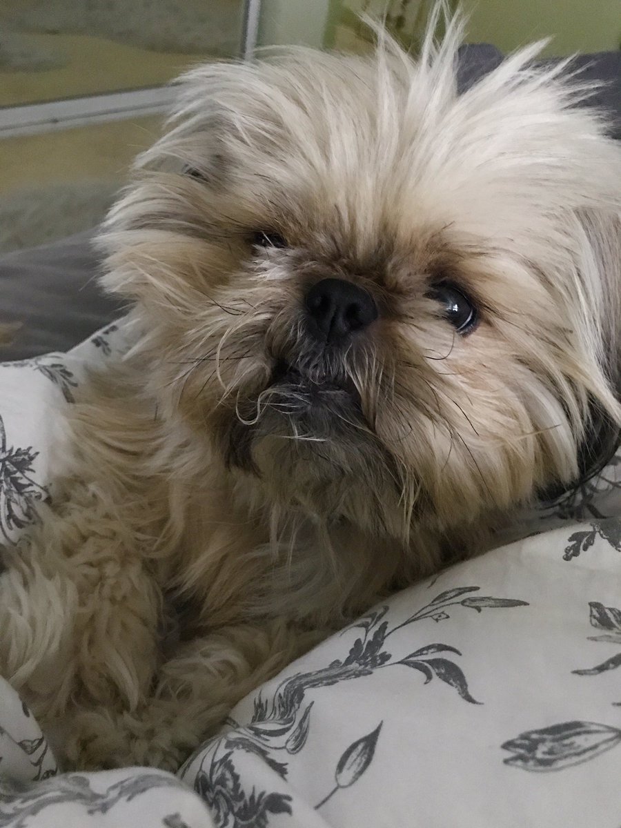 QuirkyPup's tweet photo. Can u just bring my donut to me in bed
#NationalDonutDay https://t.co/x9ao3X0T72
