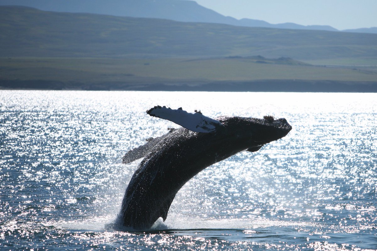 HusavikAdventur's tweet photo. #Humpback #iceland #whales #husavikadventures https://t.co/4oi1DWkHb6