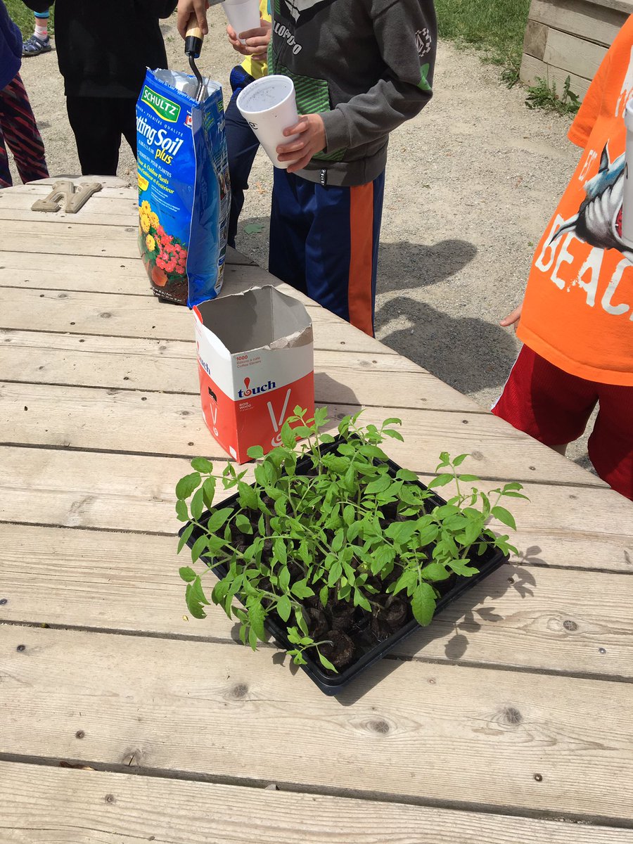 Room1Grade1FI's tweet photo. Hope all of our tomato plants made their way home in one piece! Ask me about our tomatosphere results! https://t.co/bcLHHwv97D
