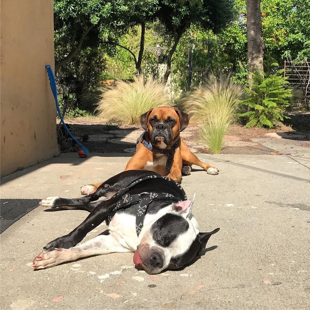 RussellWolff's tweet photo. The #dogs got this #yard thing covered #boxer #bostonterrier #backyard #posse #rapalbumcover #gameface #losangeles https://t.co/8EnHMM7xke https://t.co/3IQFsSzIeU