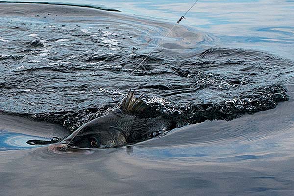 offshorefishtip's tweet photo. The Summer of Striper: Tips For A Perfect June https://t.co/R8G6MUrJ2P https://t.co/4Jng8h5RhN