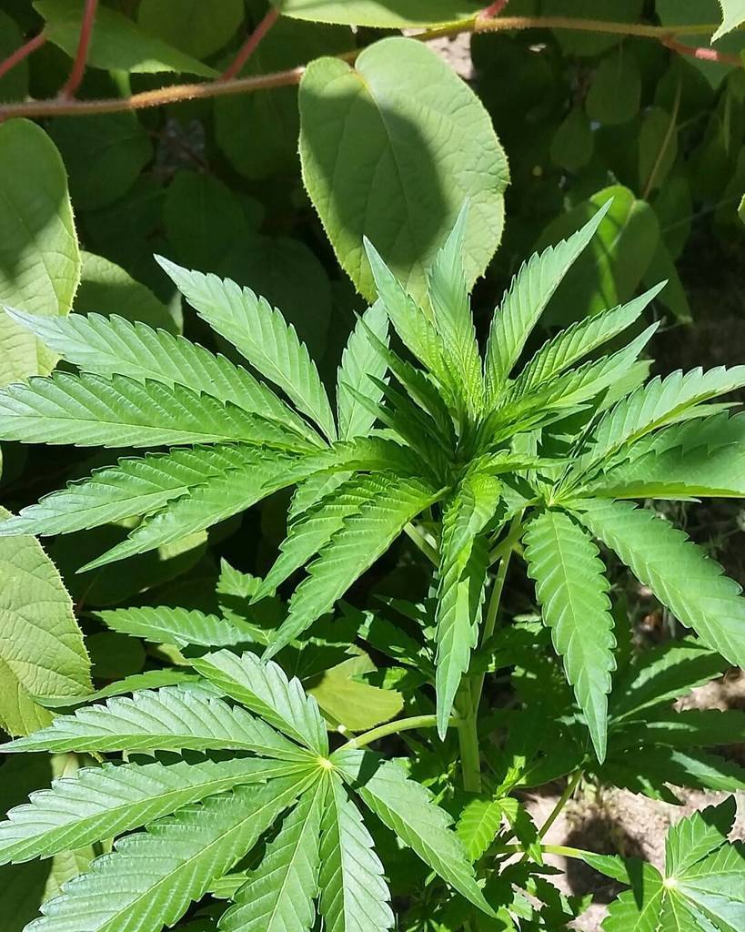bio_vortex's tweet photo. #bubbasgift × #blackdogkush revealing her femininity in the kiwis https://t.co/mKyTzh2PK9 https://t.co/81KKcc7xVM