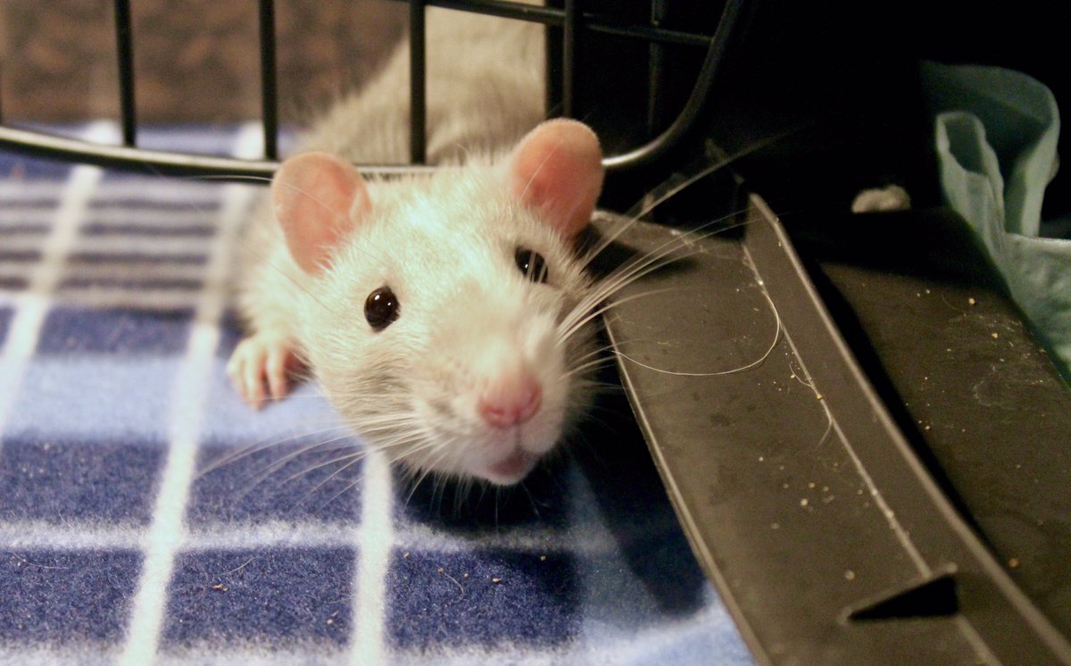 "I can fit, I just know it!" - Uncle Leo