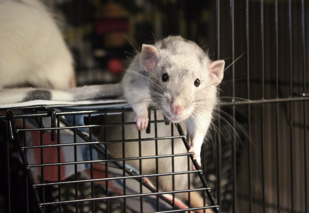 Little Caesar, you know, just hanging out.