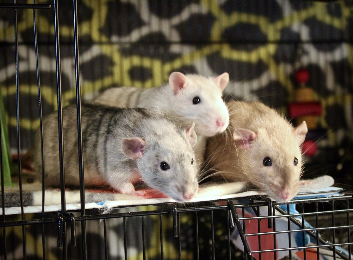 Three of my four stooges (Caesar, Leo &amp; Cecil)