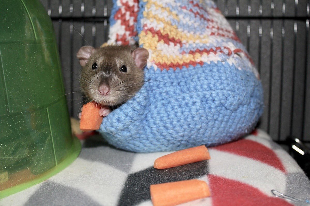 Cecil's having a little snack in bed.