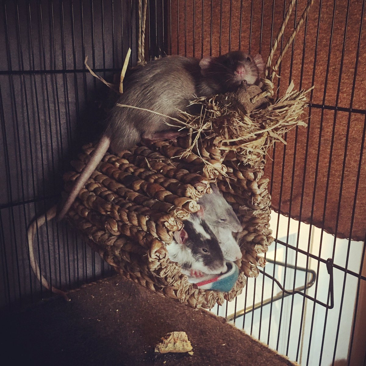 🐀❤️