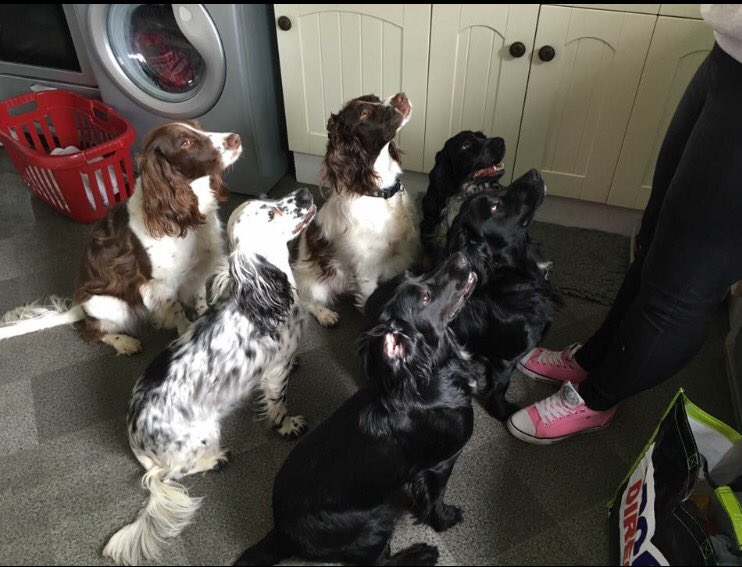 Spanielsrescue's tweet photo. Play date. #bestoffriends #3SARRdogs❤️ https://t.co/VZNSRFg9zE