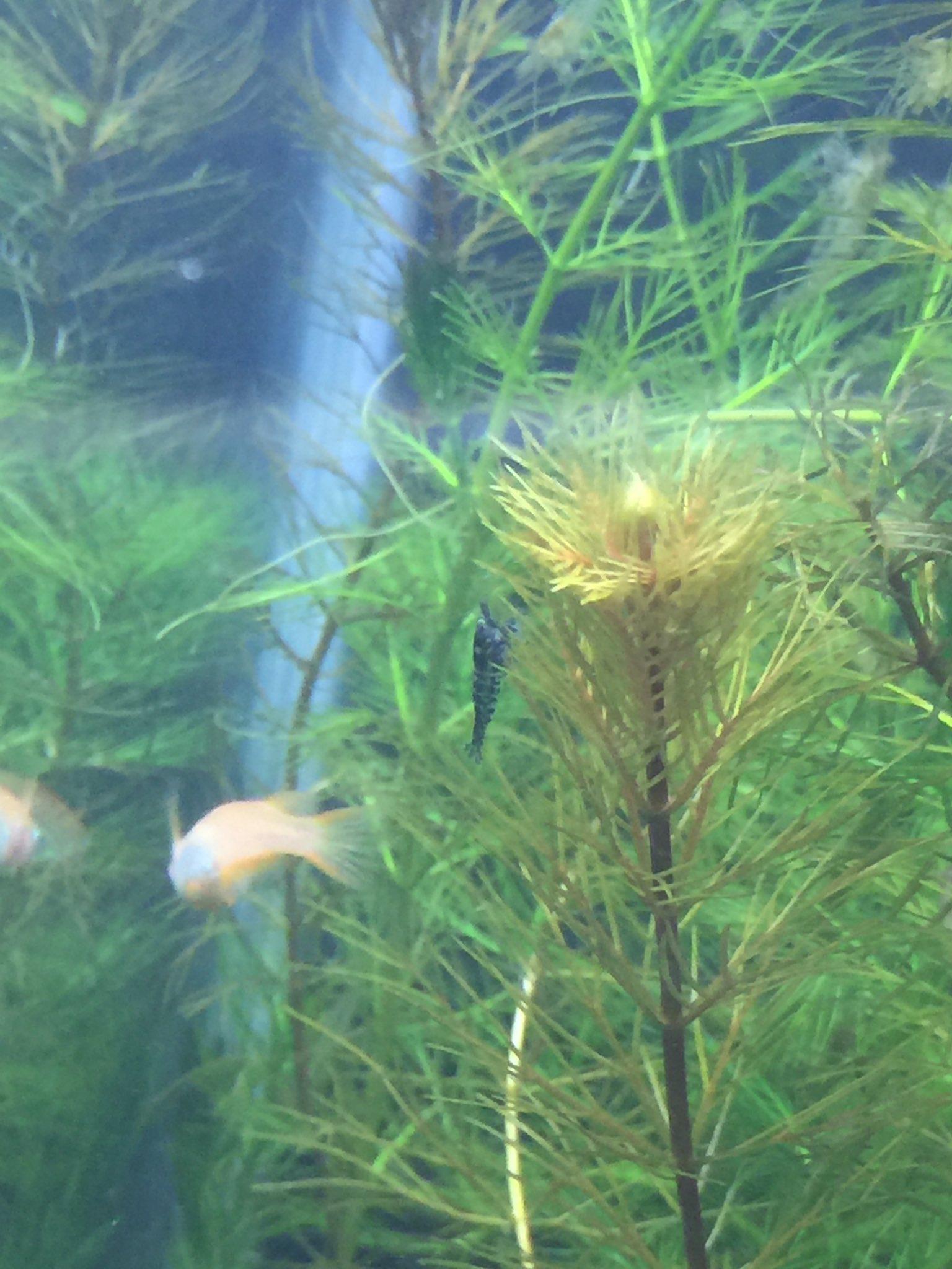 むらお 最近こんな黒い子も見つけた きっとイケメンに育つと思う メダカも原種 の黒メダカから 白 緋 楊貴妃と混泳させてるけど 交雑して変わった子が産まれるから割と楽しい 異端児って親近感わく ミナミヌマエビ ルリーシュリンプ 交雑