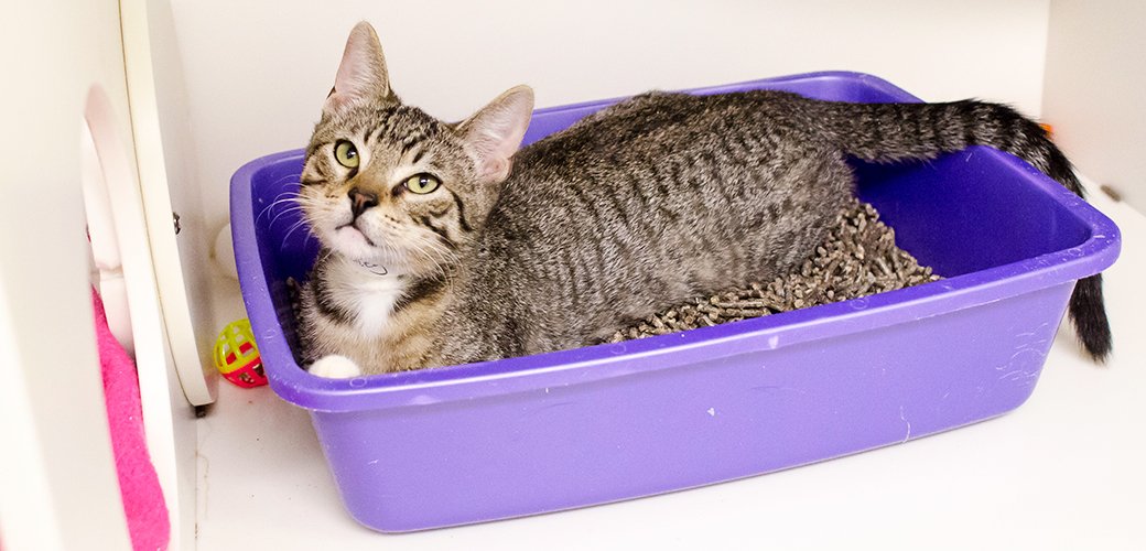 LostInAmerica77's tweet photo. @shadowpwny @CarriageCavalry @nypost Would anyone care to clean my cat's #LitterBox six times a day? If so, come on over! We're waiting! #CarriageOn #NYC @ccampy #CatCrap #Cats https://t.co/APK0Ep8tNN