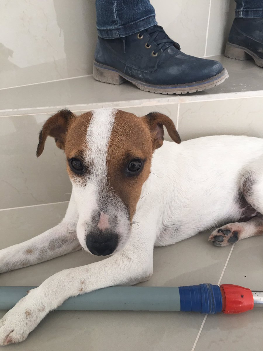 aliciasonda's tweet photo. Alguien quiere adoptar? 

Cachorro de 9 meses 
Ya desparasitado y con vacunas.☹️
RT https://t.co/m8swSALOj3