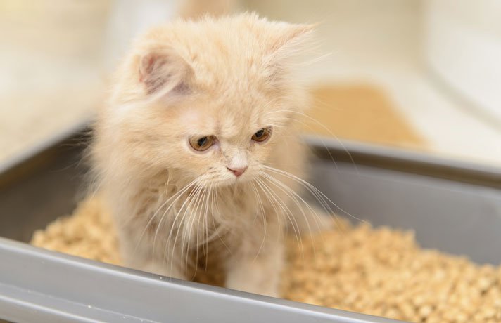 LostInAmerica77's tweet photo. @skyponyone @CarriageCavalry @ccampy @nypmetro @nypost Breaking News! #NYC cats complain that #LitterBoxes not being cleaned hourly —#NYPD vows to investigate #CatCrap crisis! #Cats #CityCats https://t.co/qEaKLMWCSV