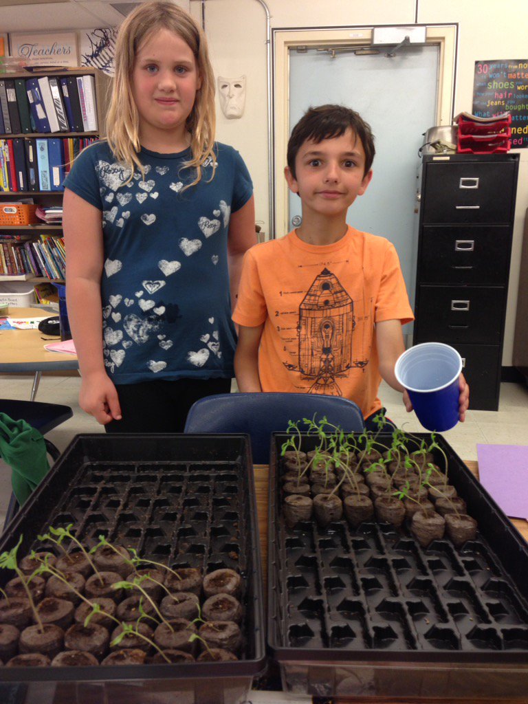 jenhollman's tweet photo. Watching our seeds change into tomato plants! @LetsTalkScience #psd70 @DuffieldSchool https://t.co/B3I00n6vC2