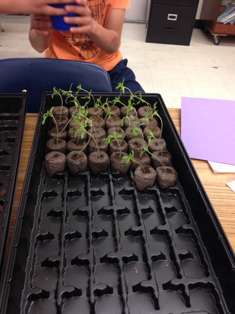 jenhollman's tweet photo. Watching our seeds change into tomato plants! @LetsTalkScience #psd70 @DuffieldSchool https://t.co/B3I00n6vC2