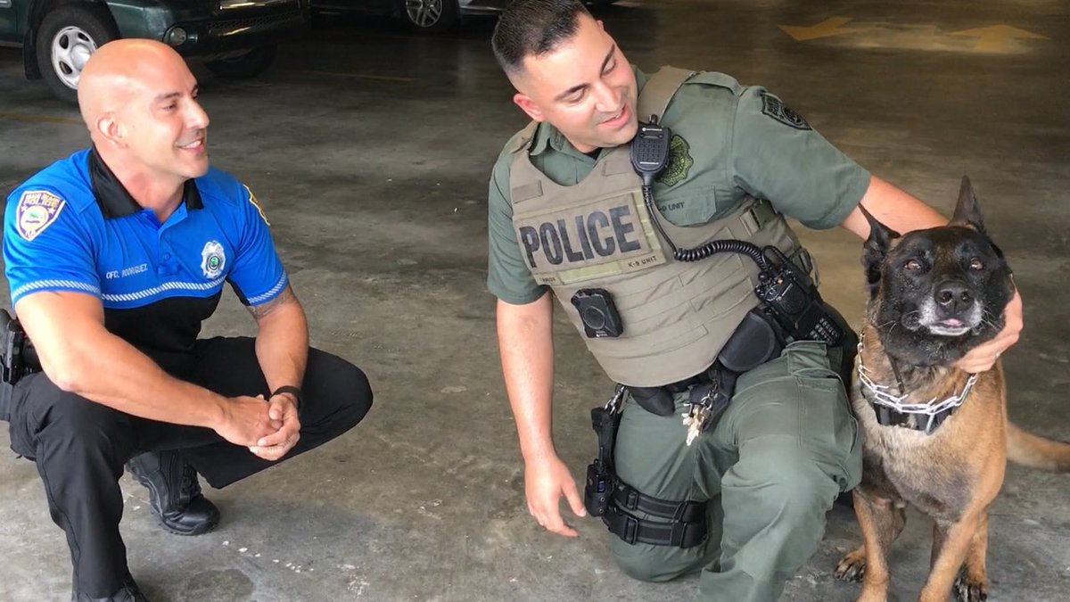 K9 Mikey retires after 7 years on the force with @MiamiBeachPD bit.ly/2rtJQCx https://t.co/MfVPm6XDHQ