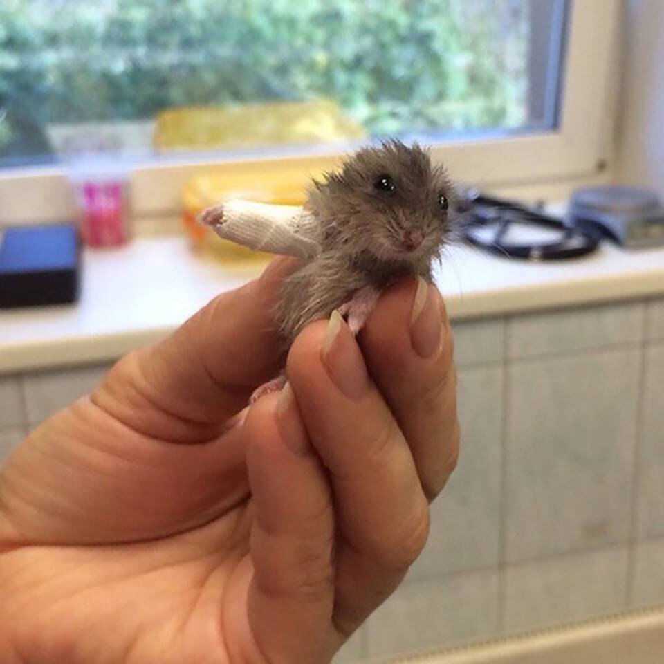 Attenboroughs_D's tweet image. RT if you'd sign his cast.