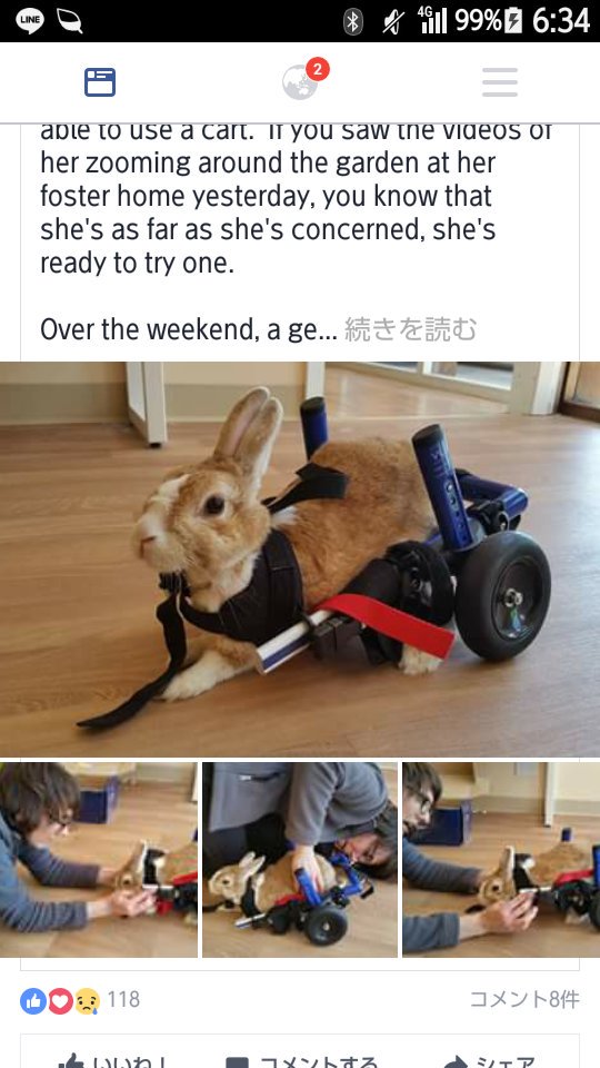 ウ V Twitter この前tlで見つけた うさぎ用の車椅子探してるかたに 届きますように T Co Woevniiopu Twitter