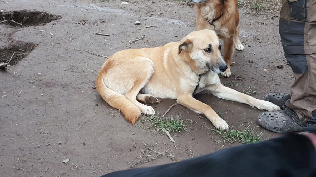 Xfavor necesito URGENTE datos de hogar temporal, tengo una perrita apadrinada q lo esta pasando mal <a href="/carolinapinoc/">Caro 🌲 C.</a> 

facebook.com/groups/jadelun…